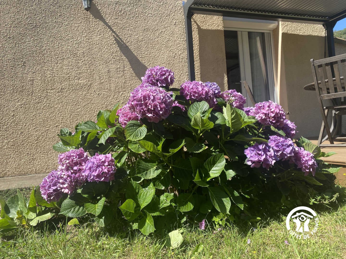 Hortensias_25