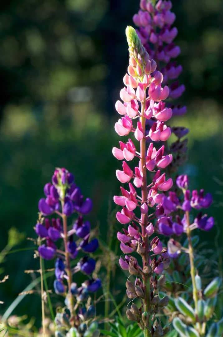 Les lupins_17