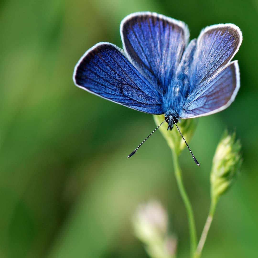 Les bleuets_13