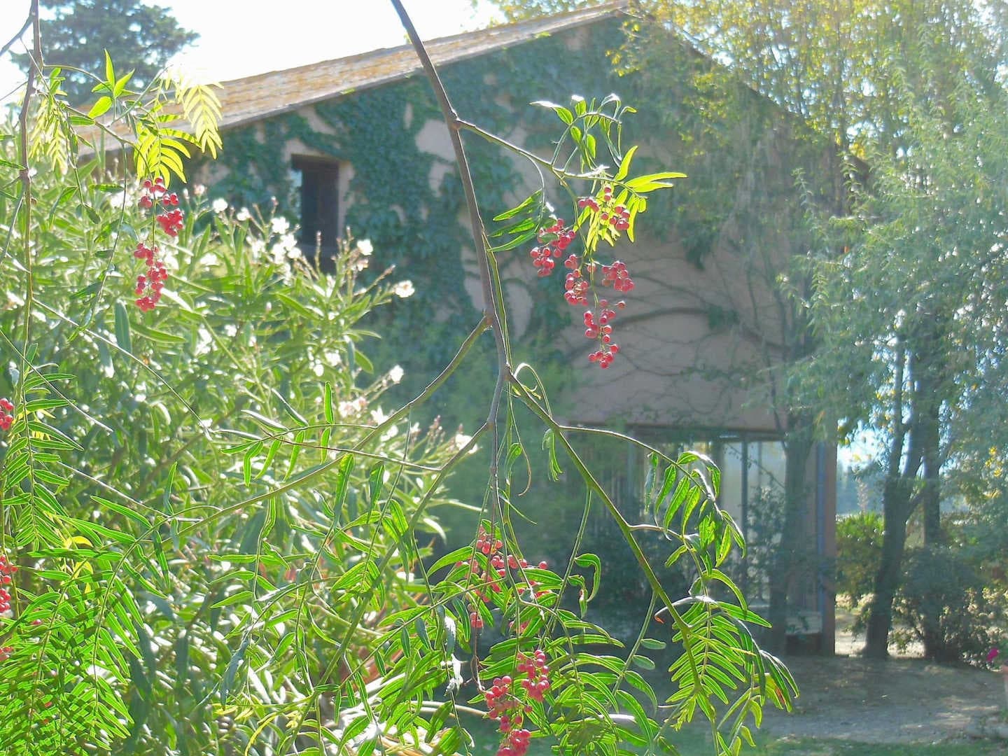 Mas de la roubine_20