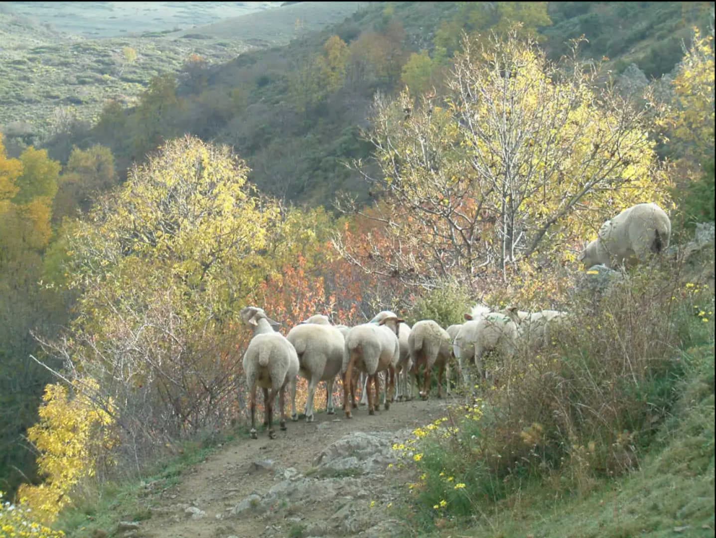Al Cortal_21