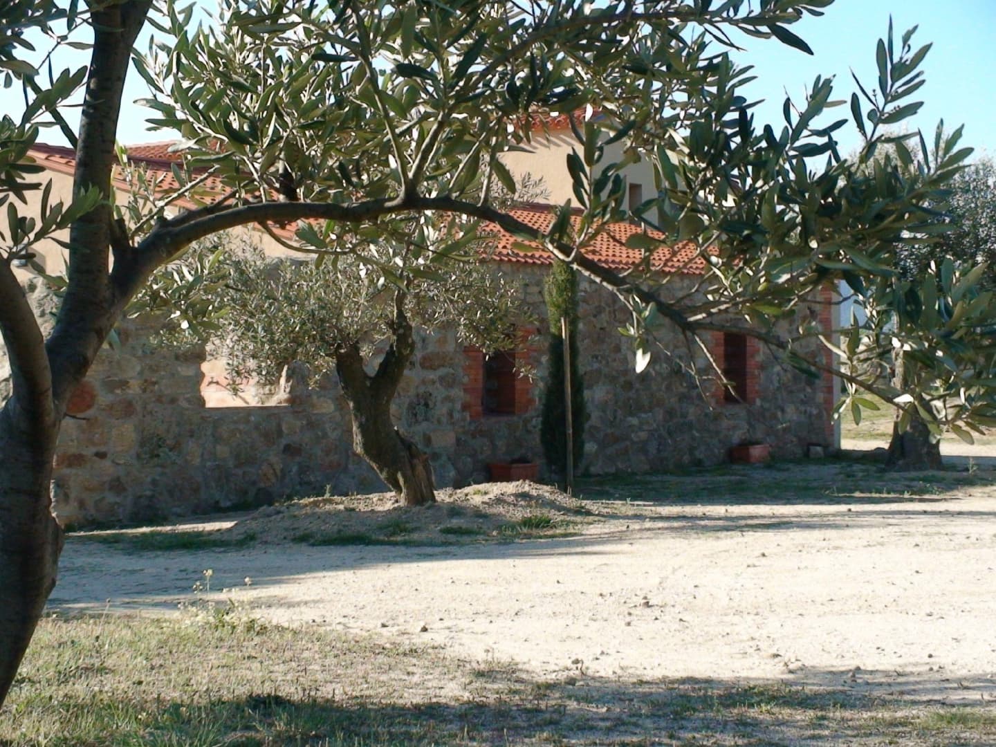 Gîte et oliviers_2