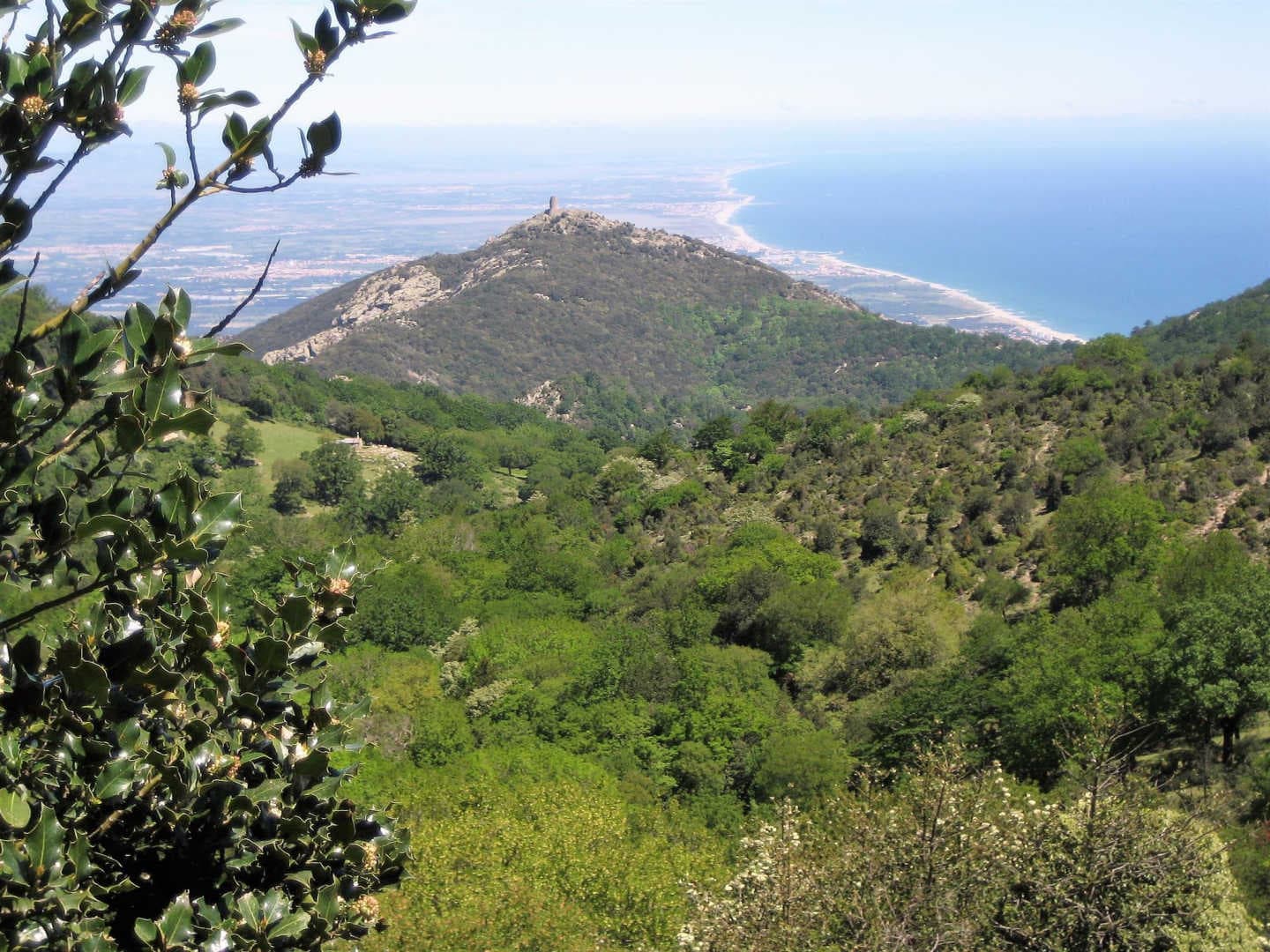 Els cirerers_37