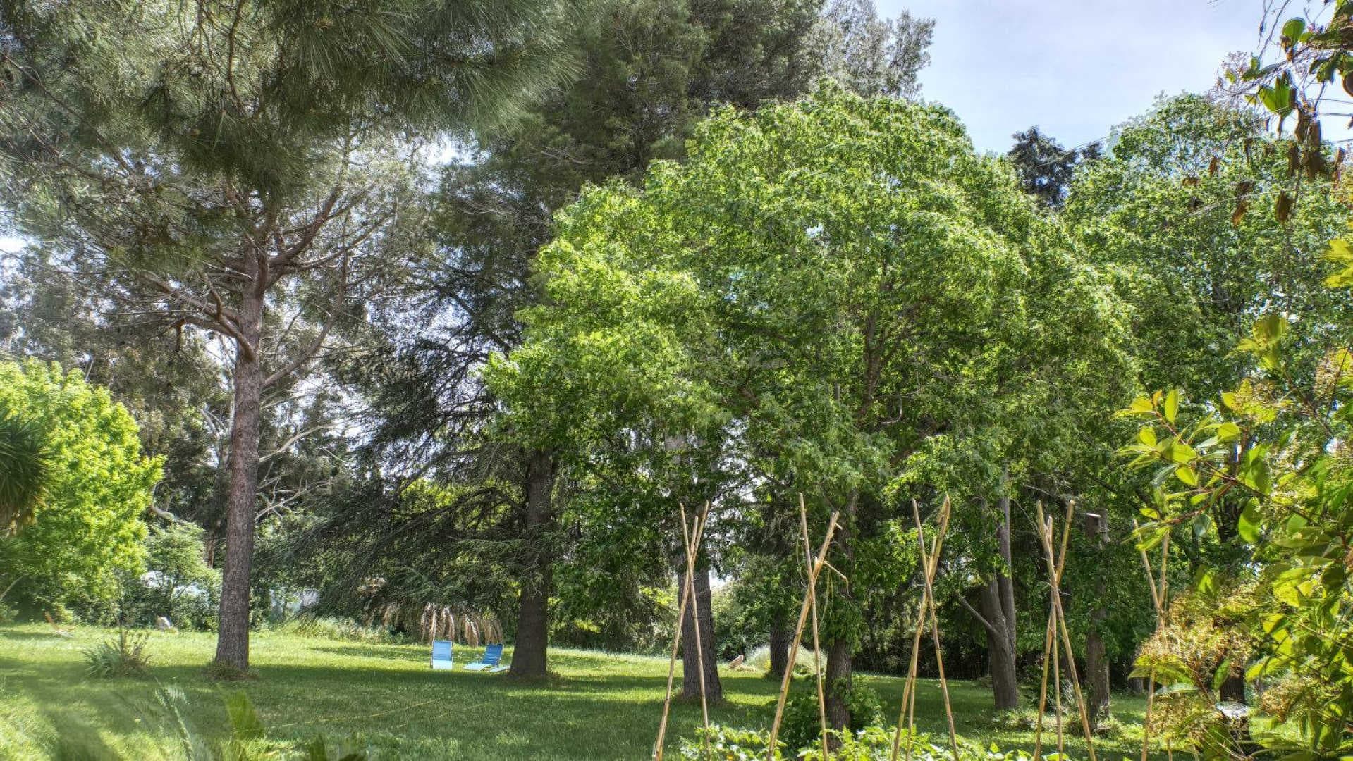 Le Tilleul du Parc de la Dame_3