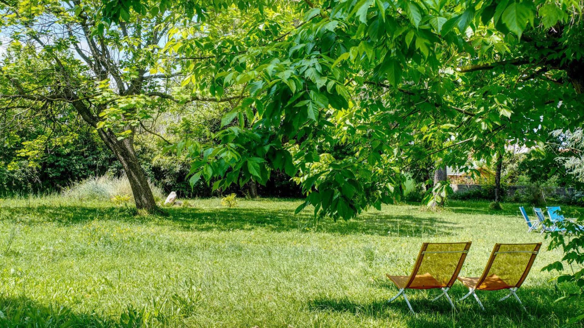 Le Cèdre du Parc de la Dame_4