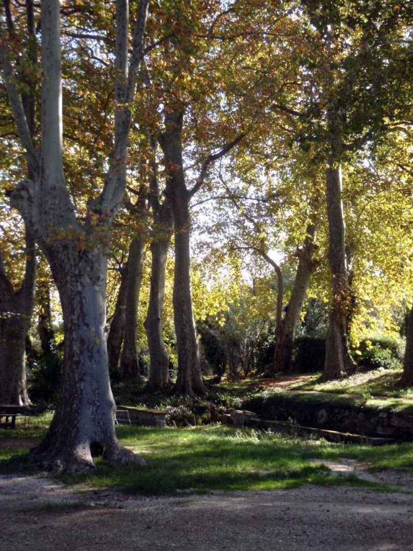 La cour_7
