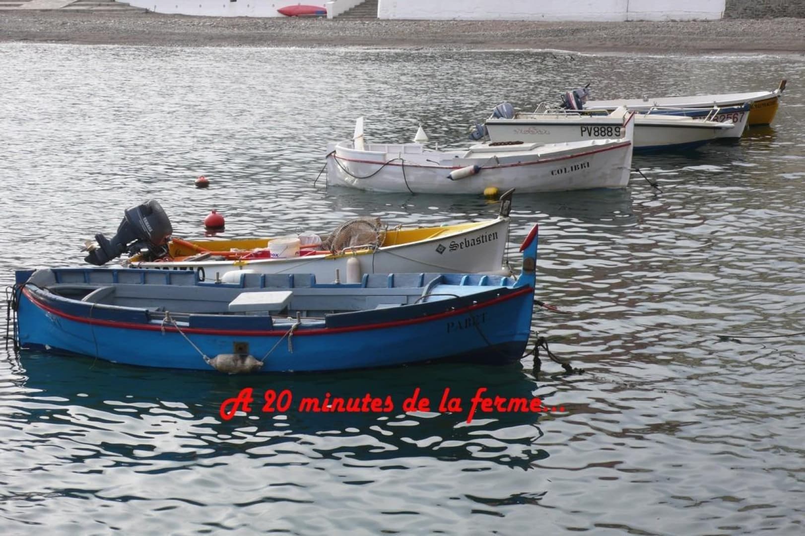 La glycine_10