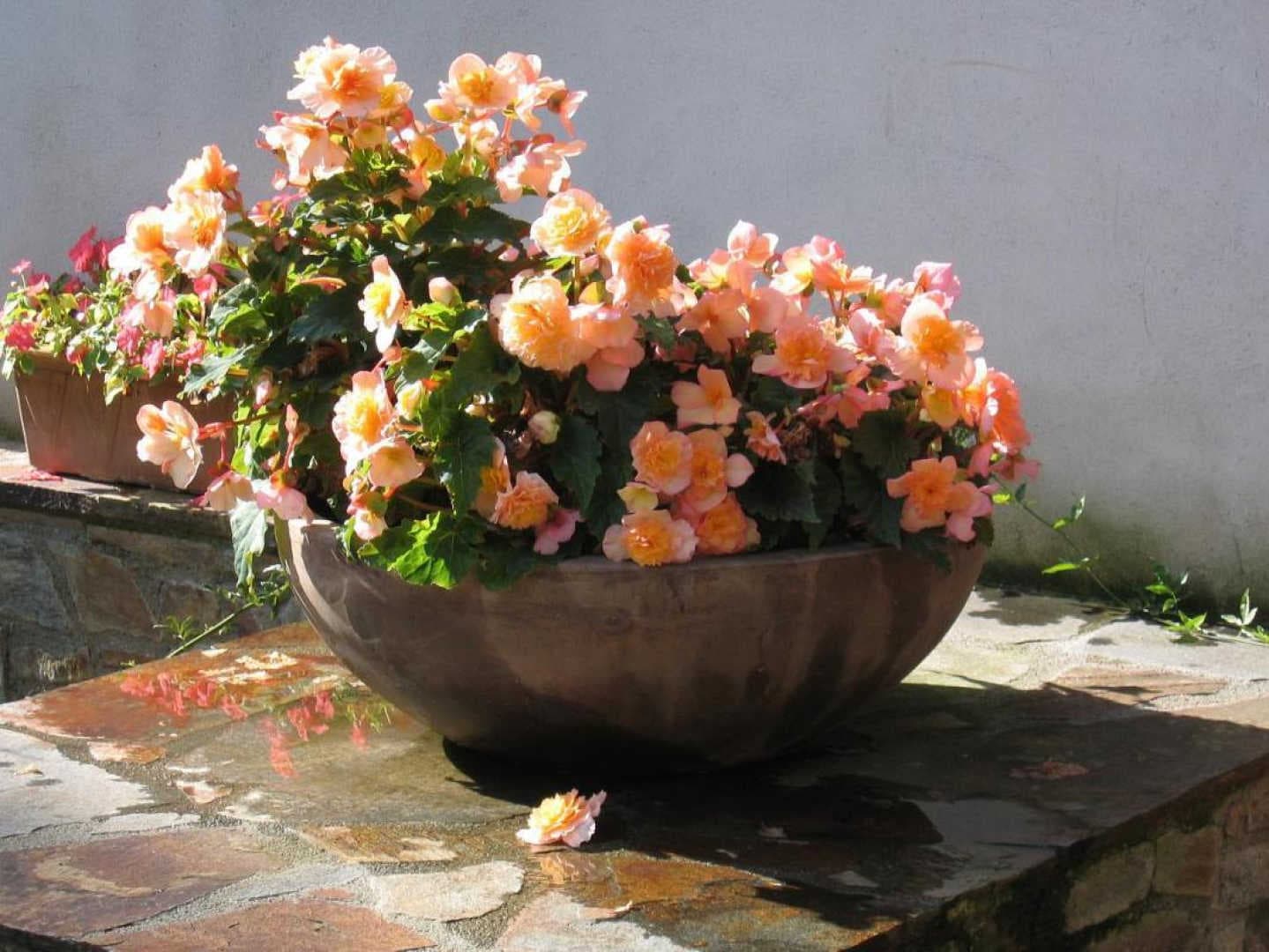 Bella vista_8