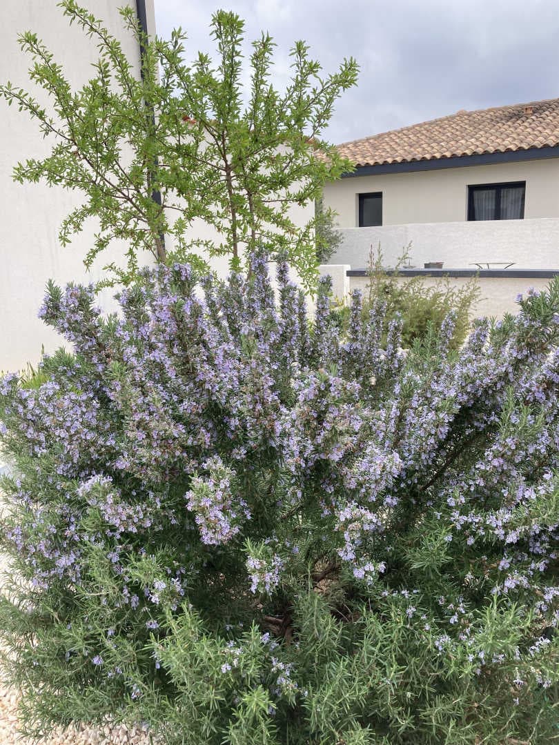 Le Clos de Lisbeth_26