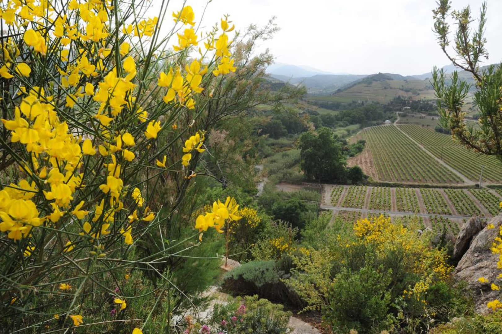 Carignan_11