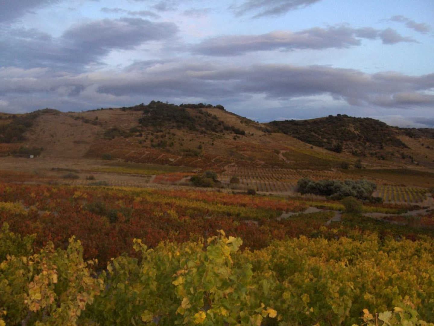 Carignan_7
