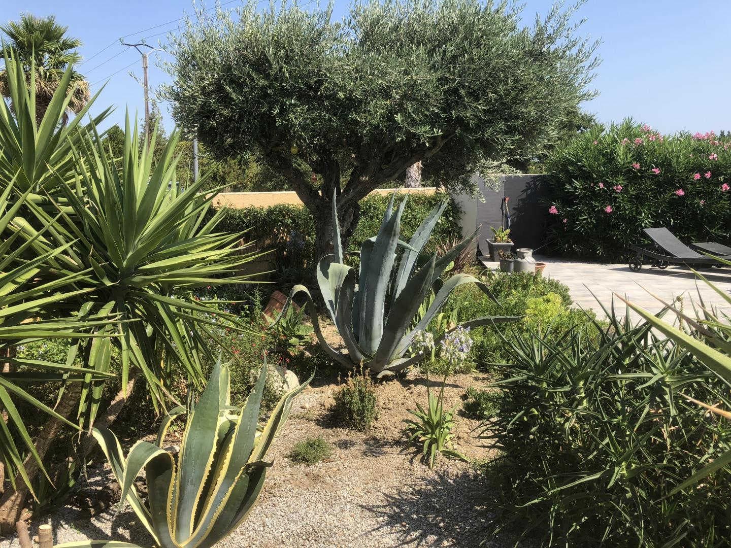 les Cycas_31