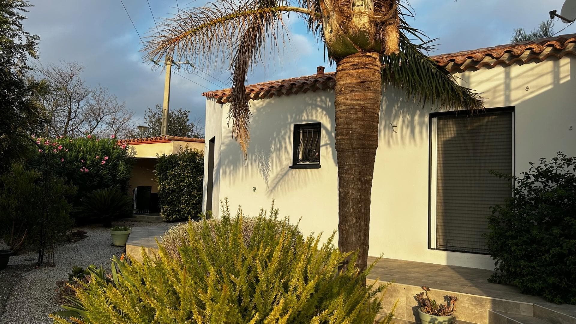 les Cycas_11