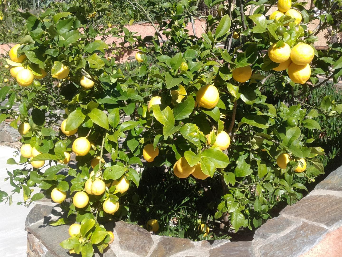 La Villa Andréanne- Gîte Vinya_37