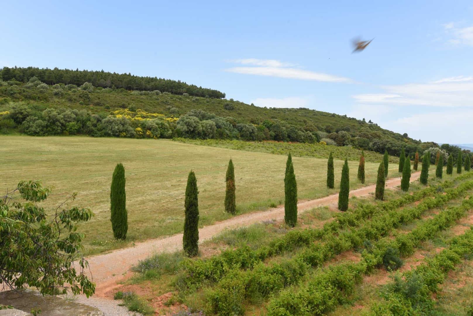 les colombelles_27