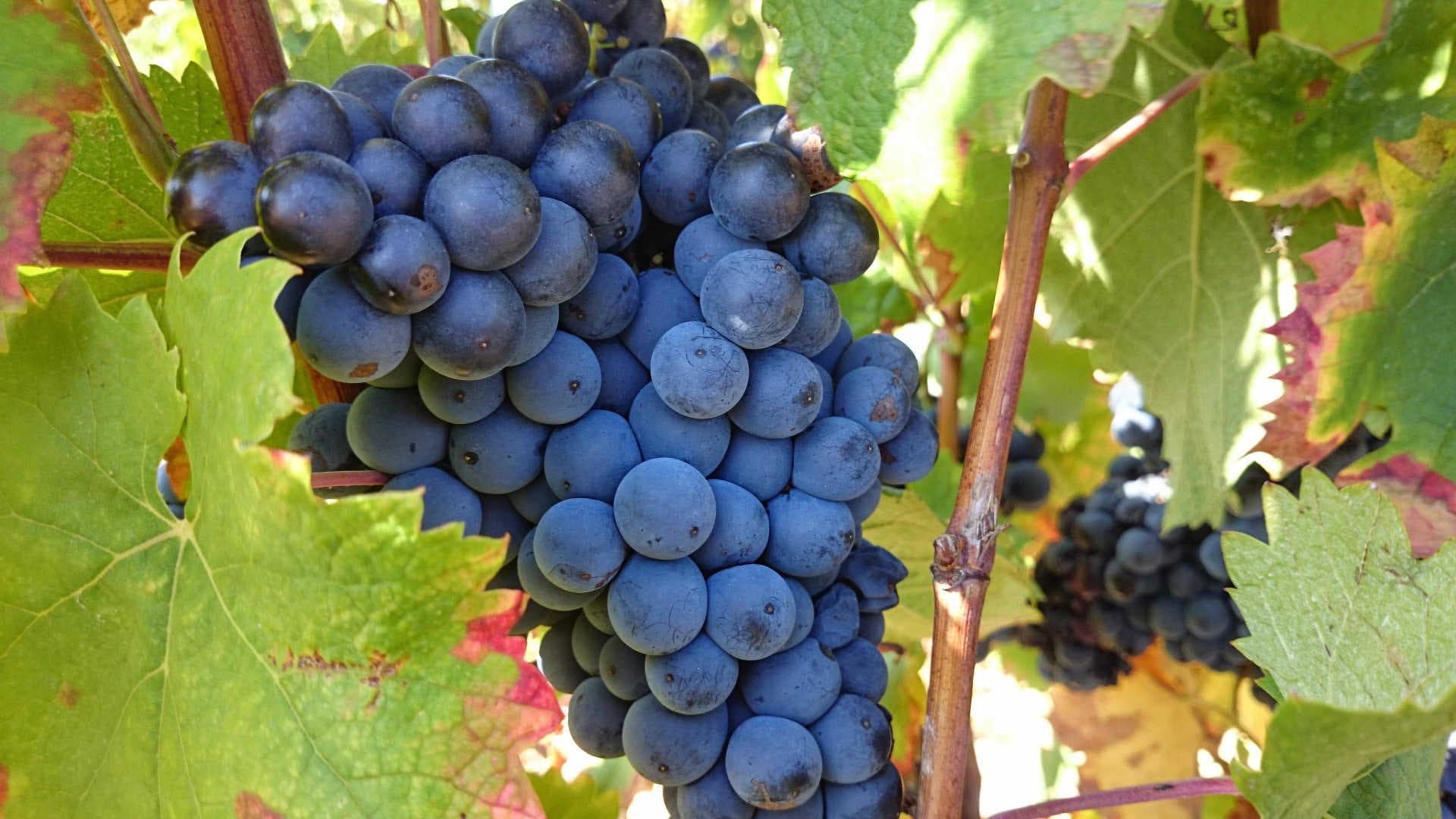 Domaine Bisconte_8