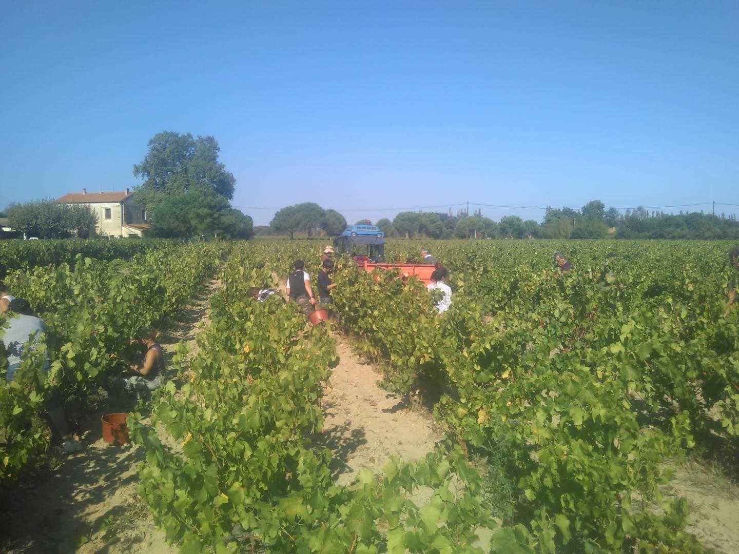 Domaine Bisconte_11