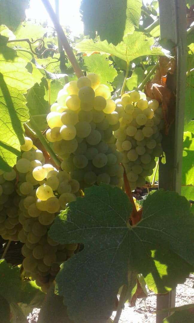 Domaine Bisconte_7