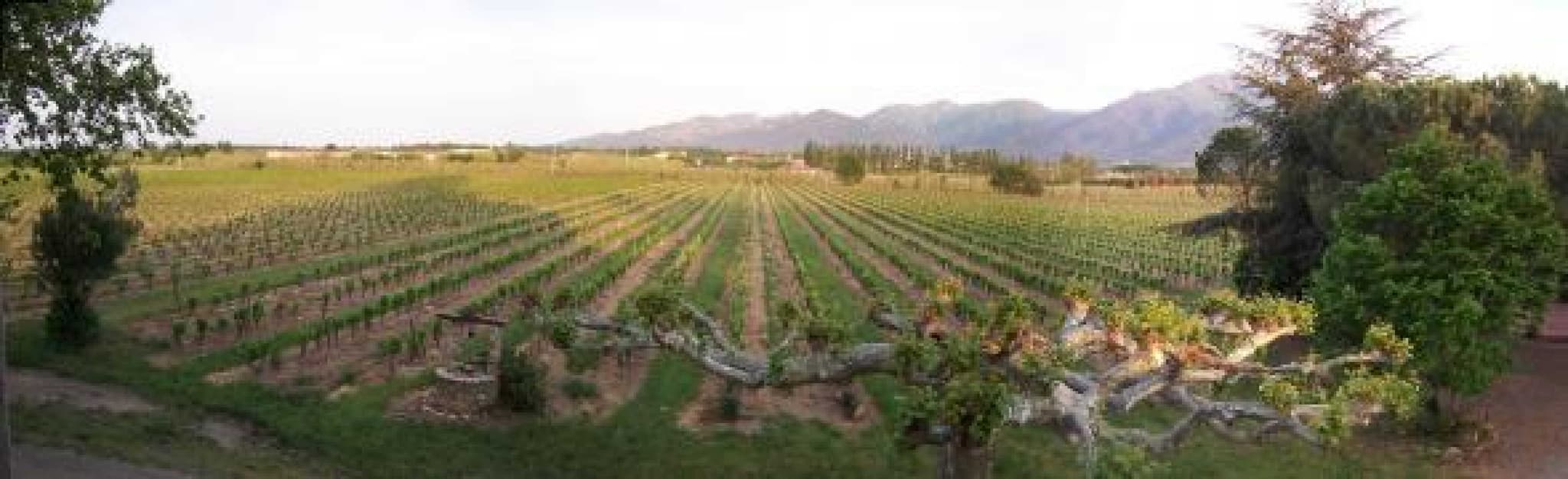 Domaine Bisconte_22