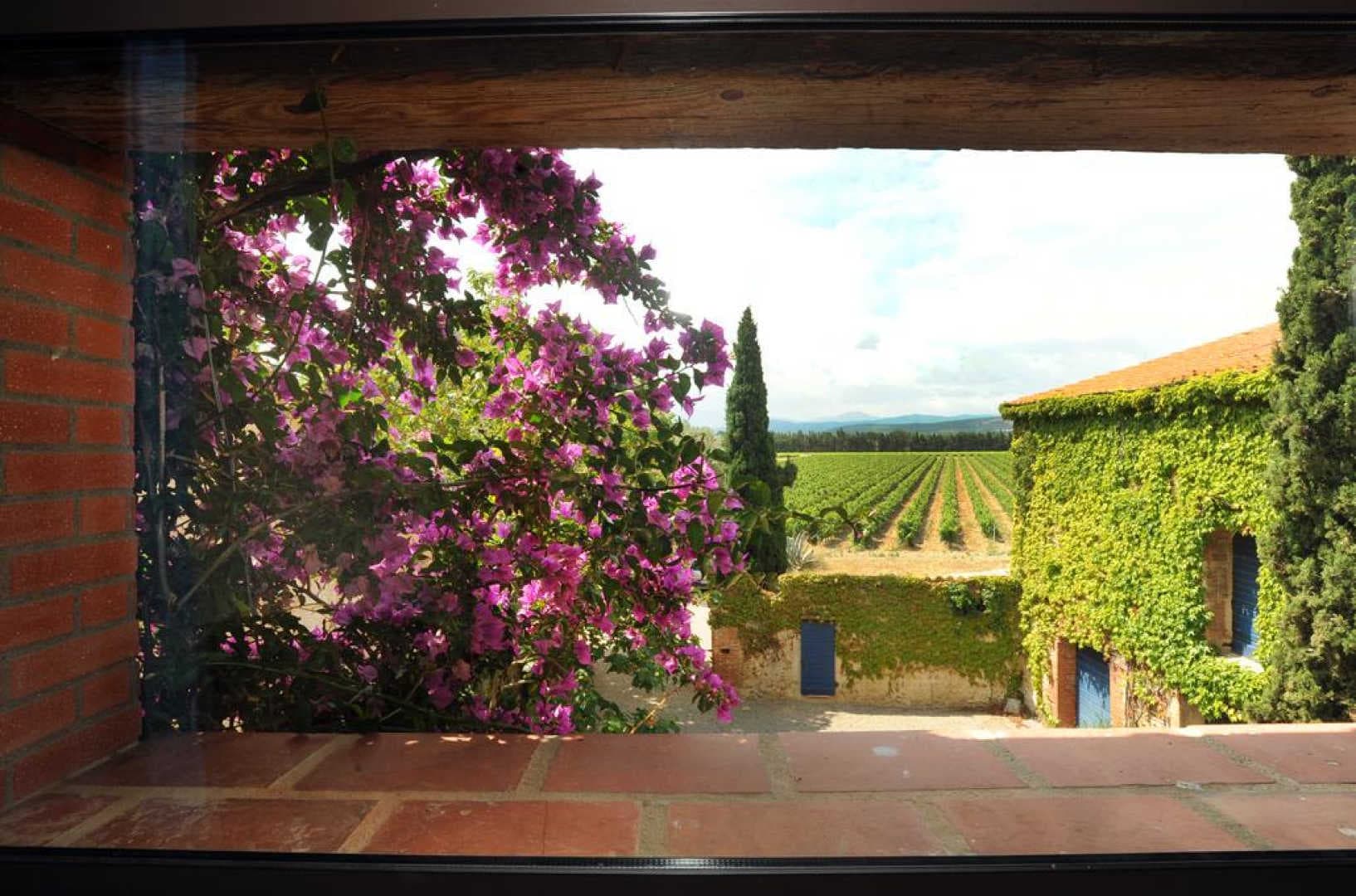 Bougainvillee_9
