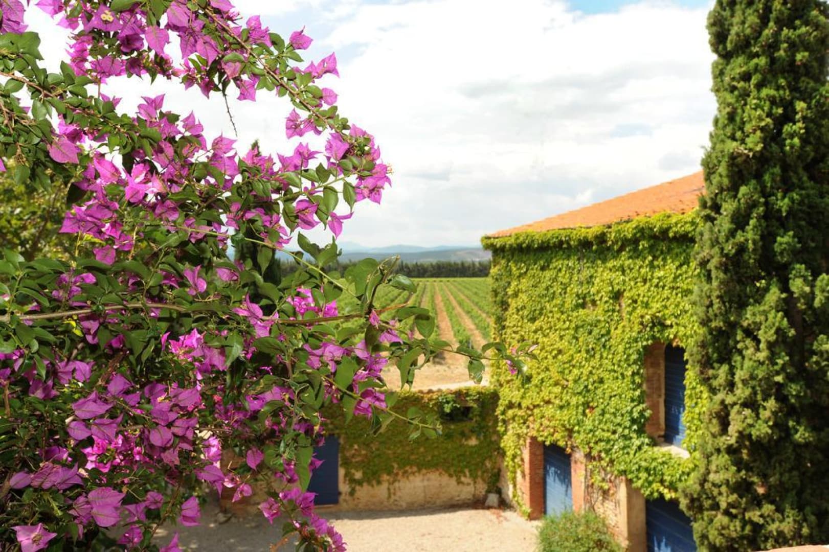 Bougainvillee_3
