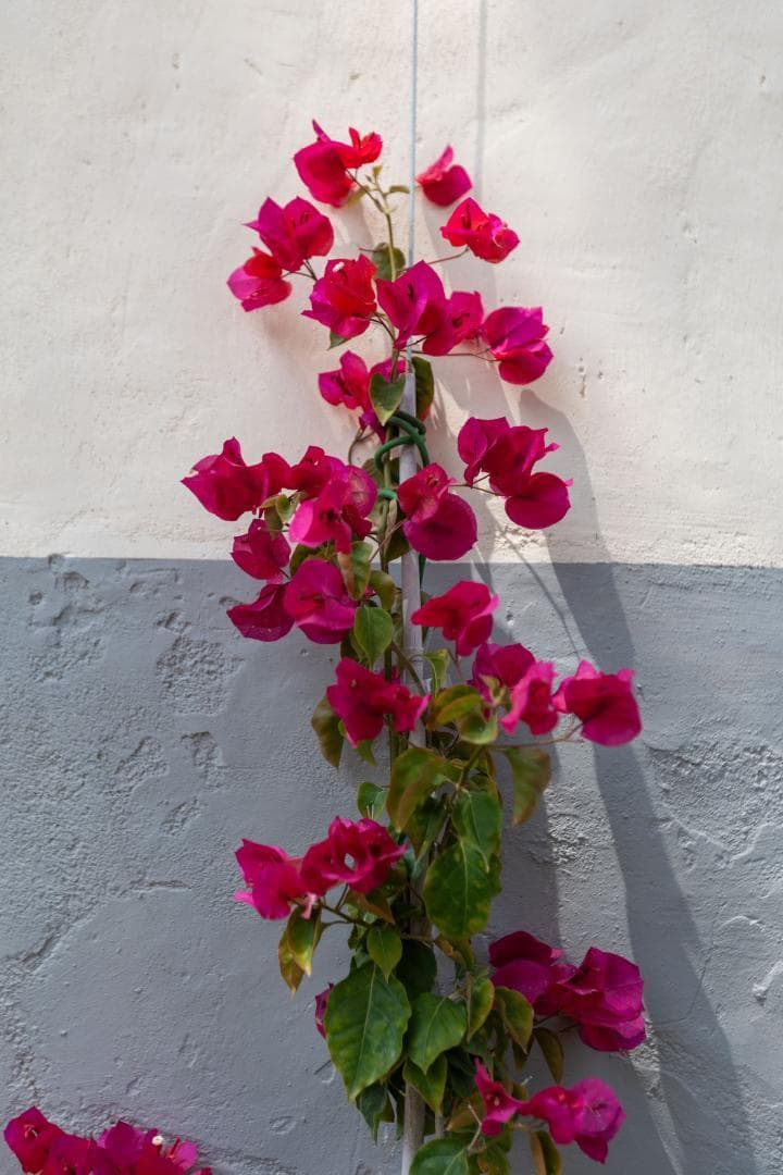 La Bastide du Cèdre_33