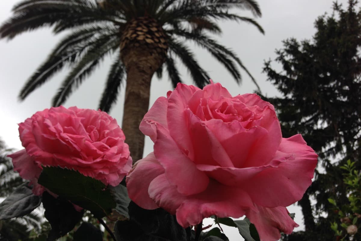HLOLAR066NO21400_17