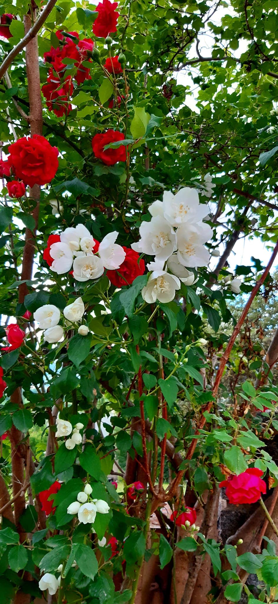 ROSIER 2