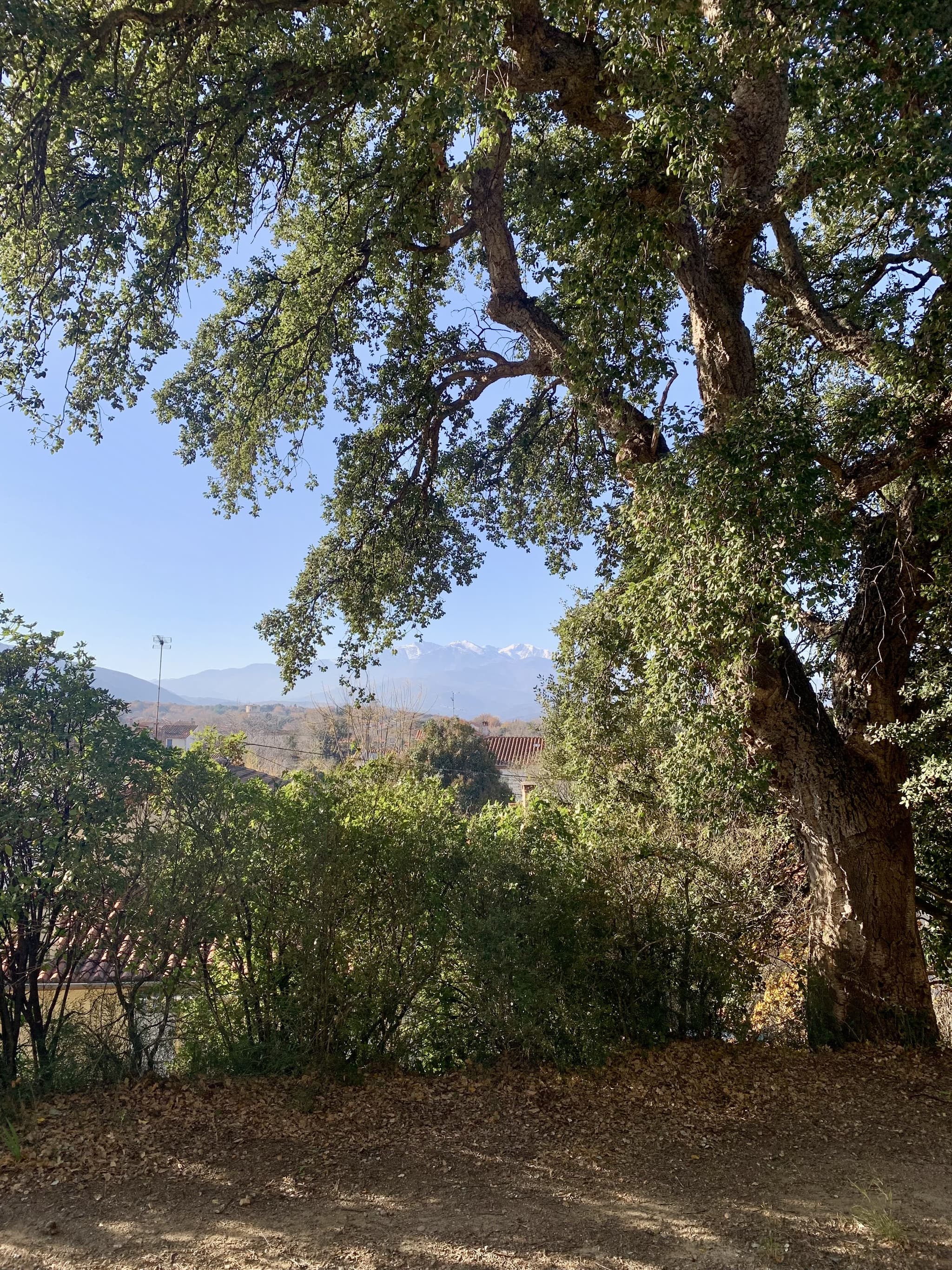 Vue