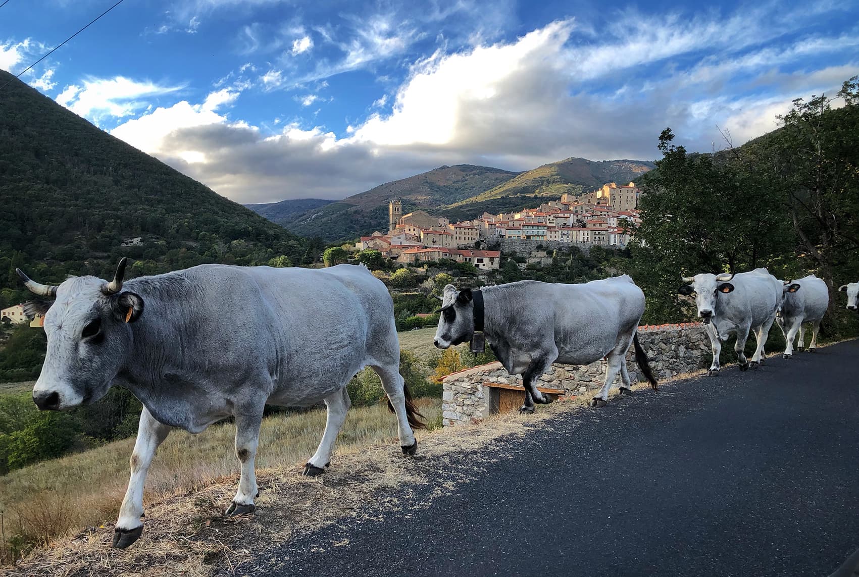 Les vaches et le village de Mosset