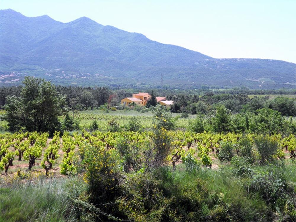 Le mas perdu dans les vignes_1