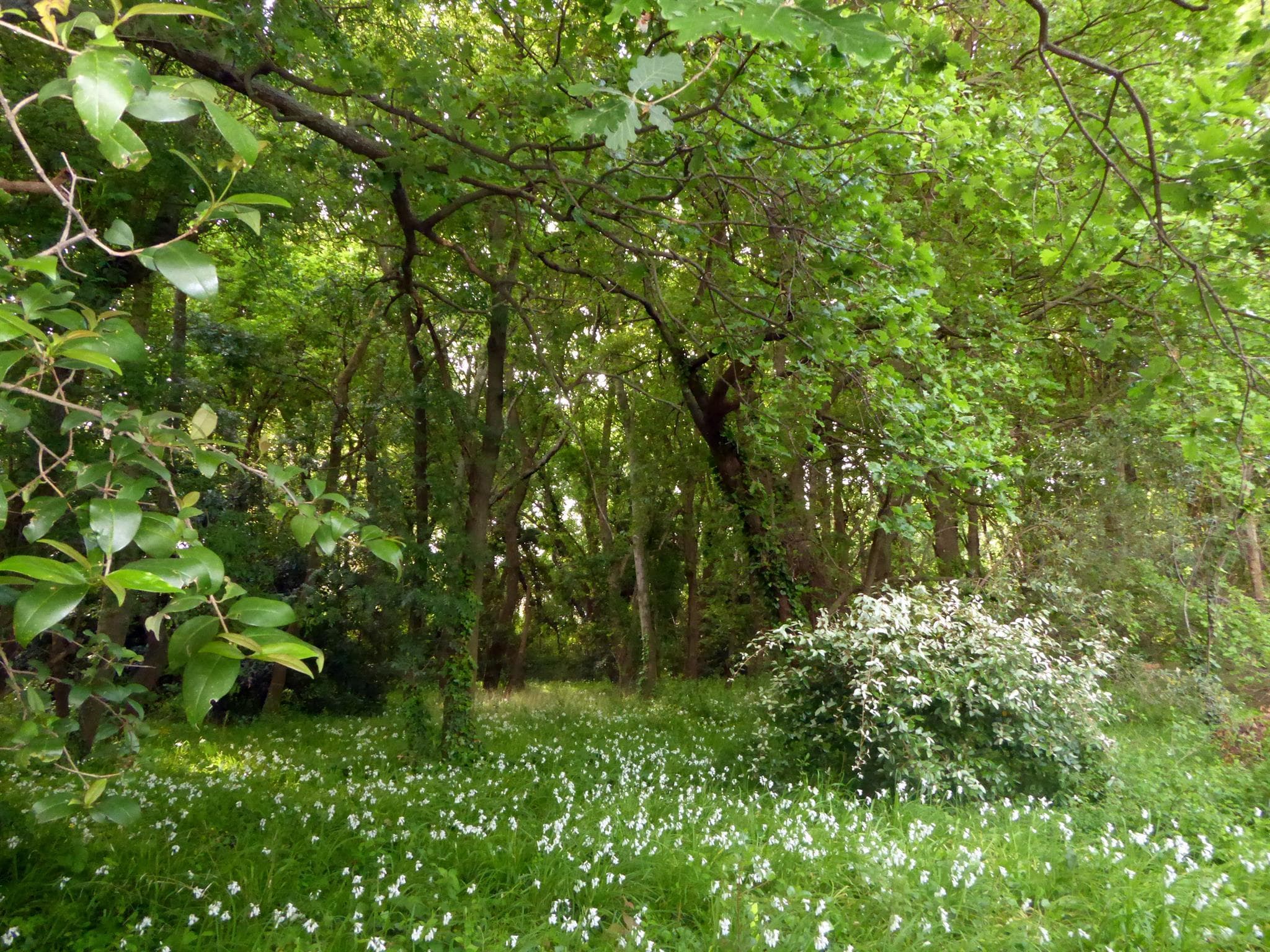 Espace boisé le long du jardin_8