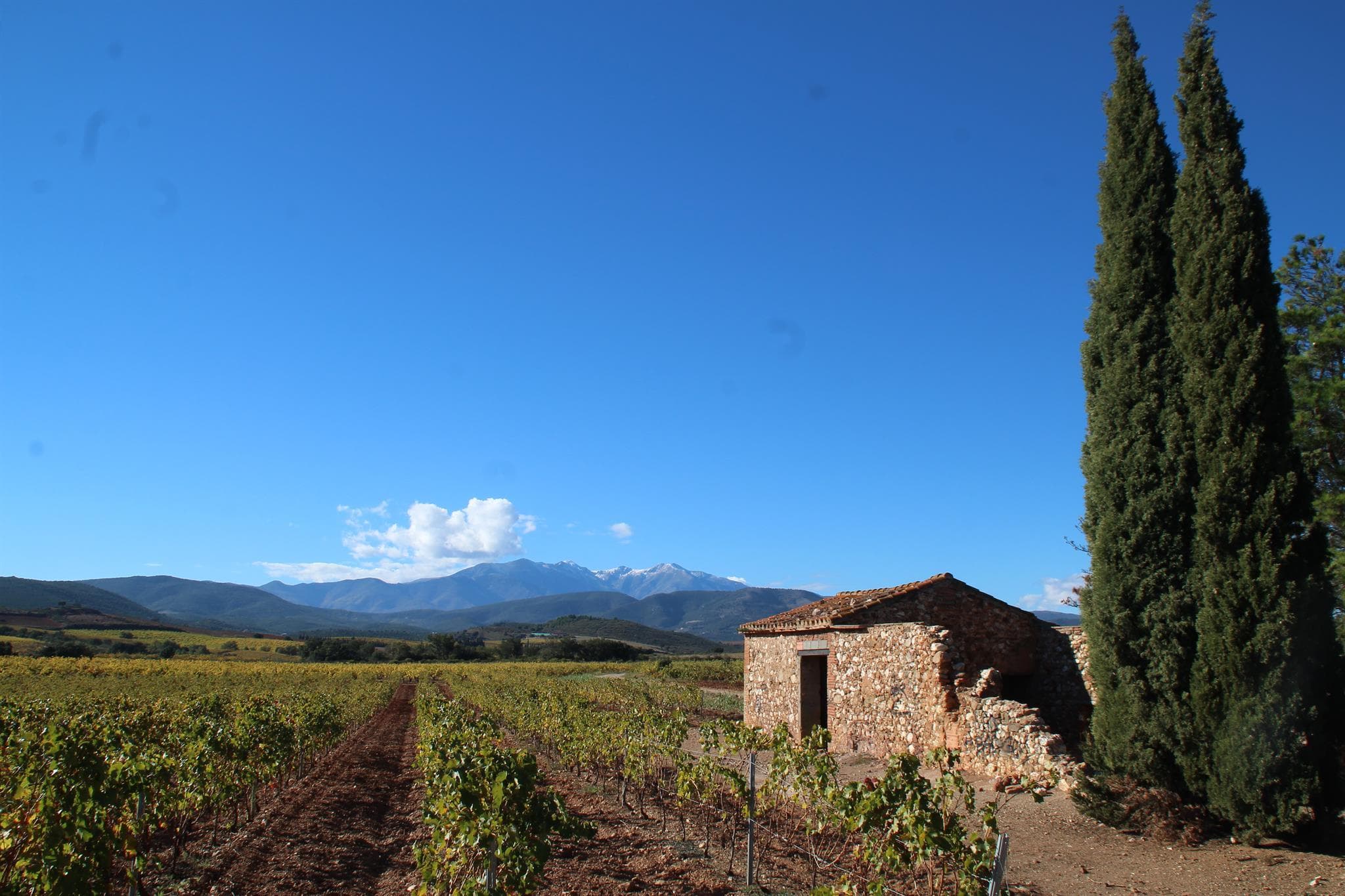 Le vignoble de l'Aspres_24