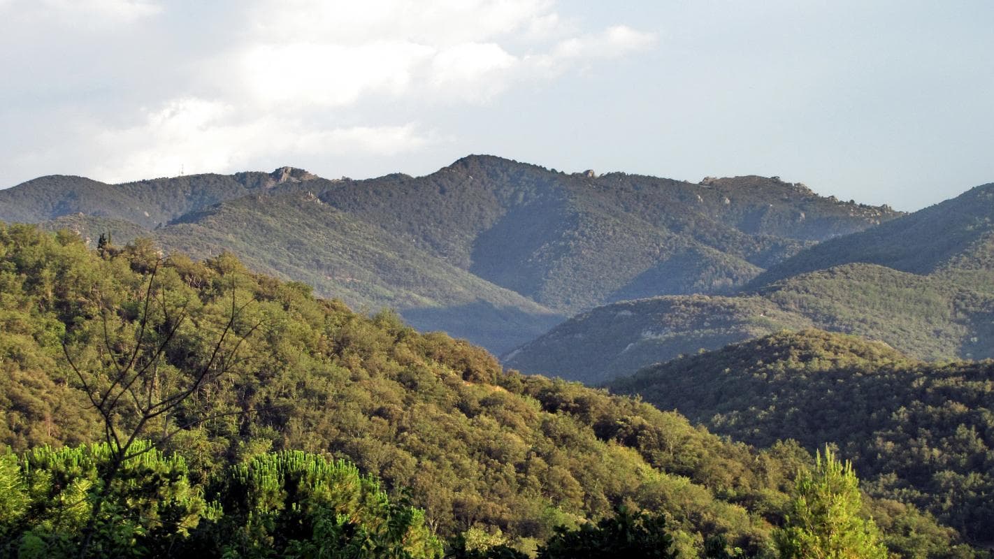 Palmère Extérieurs Vue vers le sud_19
