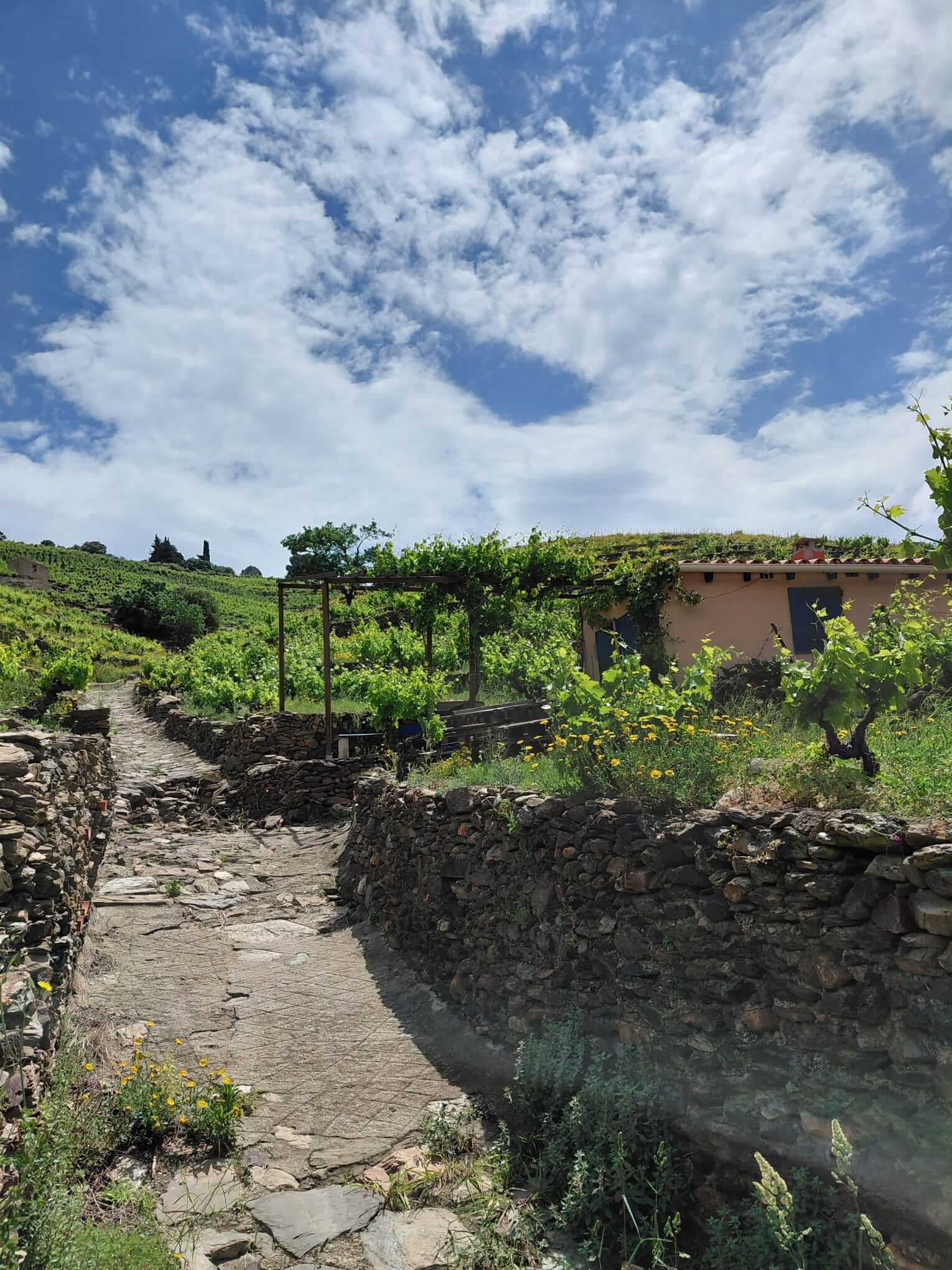 14-oenotourisme-VTT-electrique-collioure