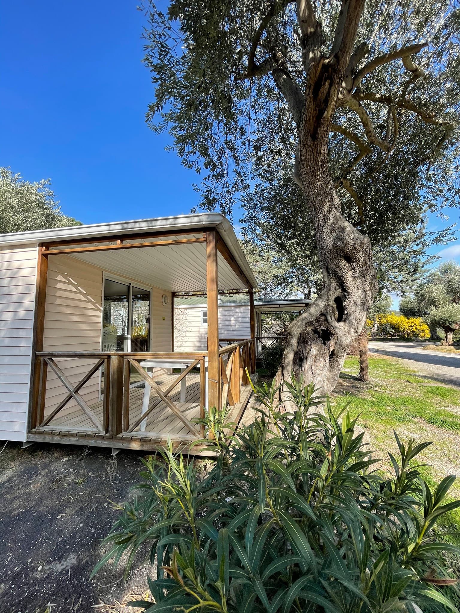 CAMPING LES OLIVIERS 6