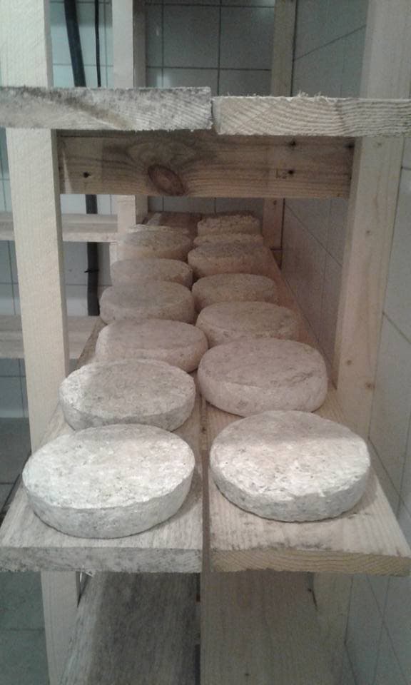Affinage tommes de chèvre