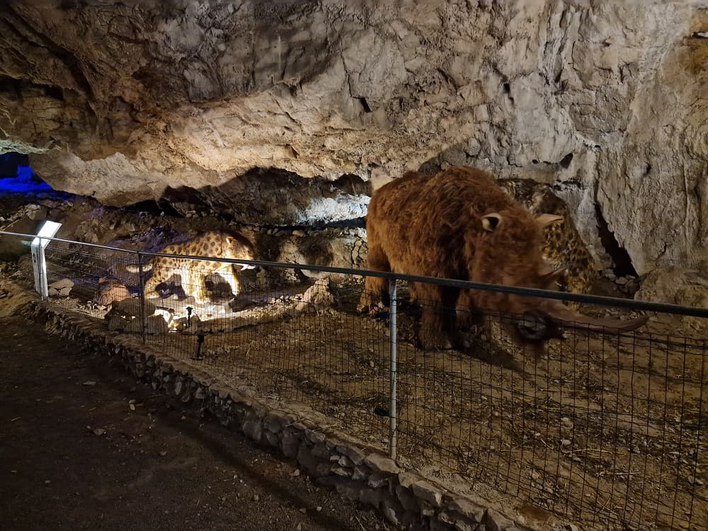 COVA BASTERA - DINOPEDIA EXPERIENCE