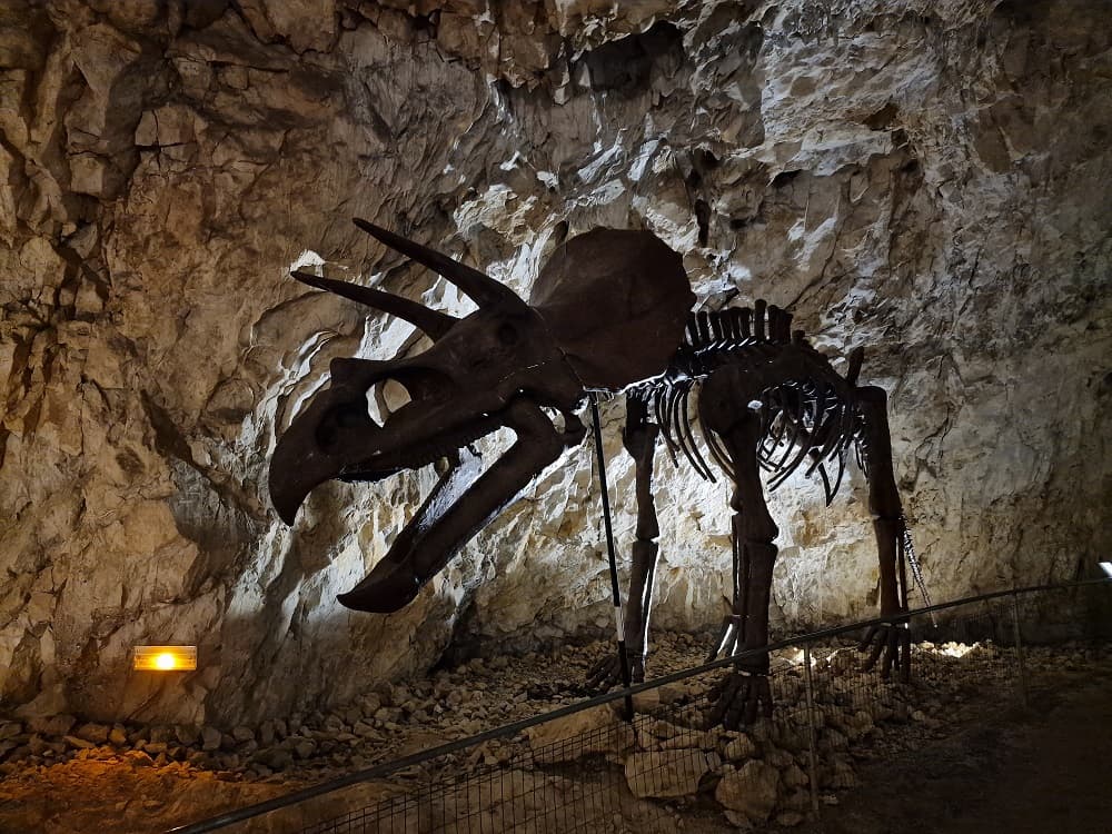 COVA BASTERA - DINOPEDIA EXPERIENCE