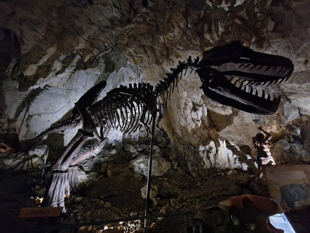 COVA BASTERA - DINOPEDIA EXPERIENCE
