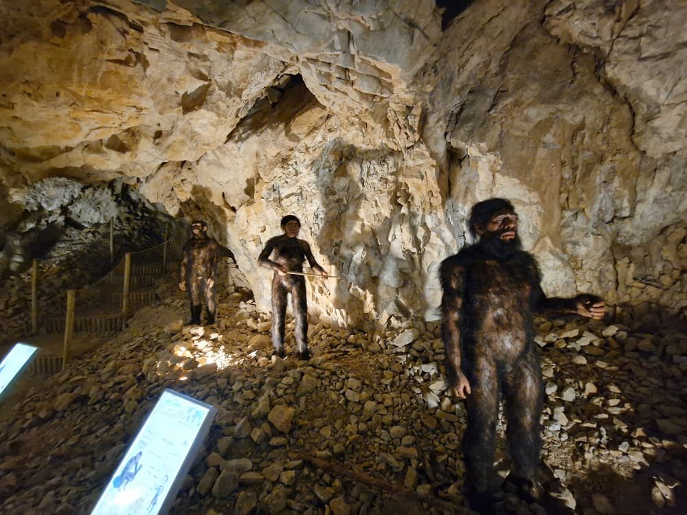 COVA BASTERA - DINOPEDIA EXPERIENCE
