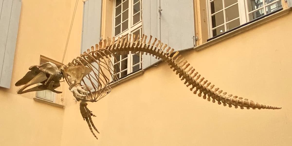 Muséum d'histoire naturelle