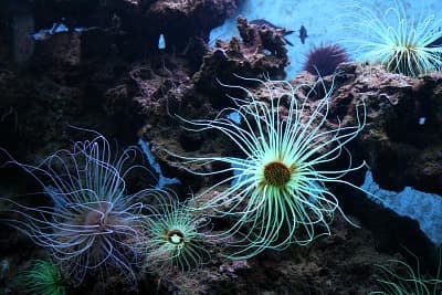 400-anemones_800