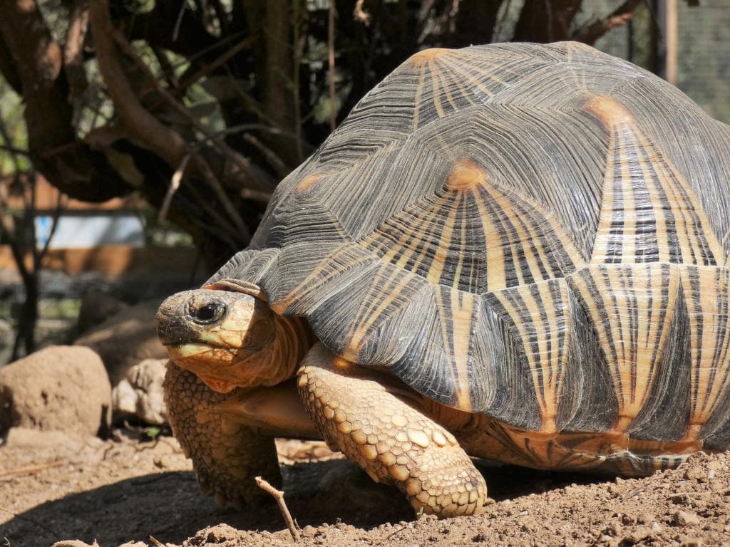 Tortue rayonnée