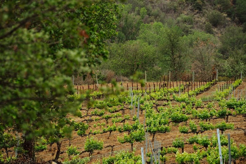 Pass Canigó