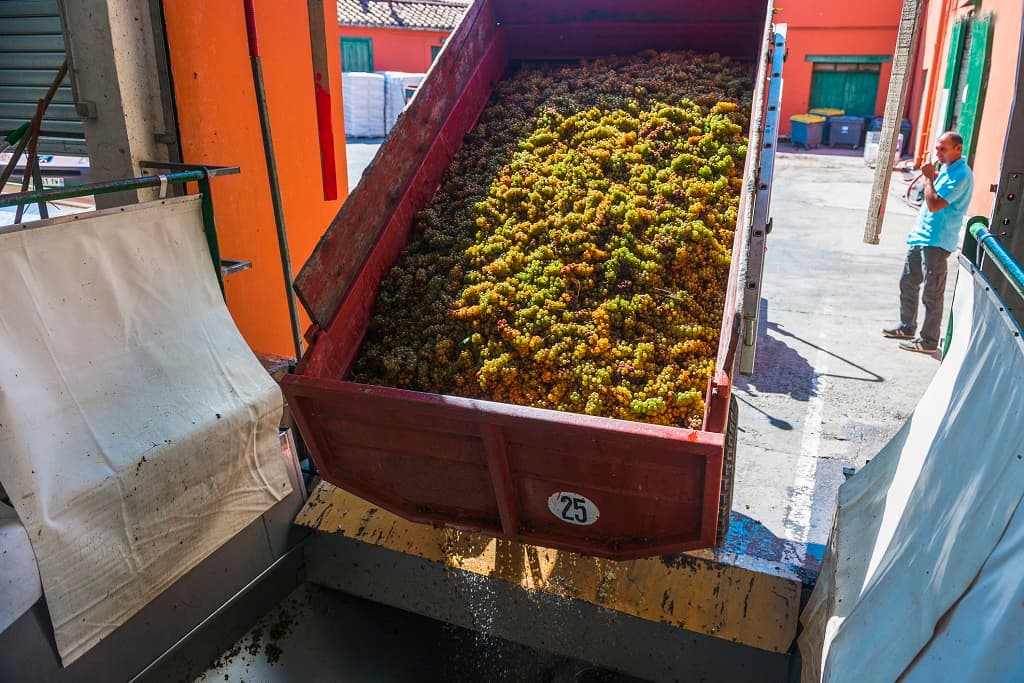 Vendanges Châetau de Péna