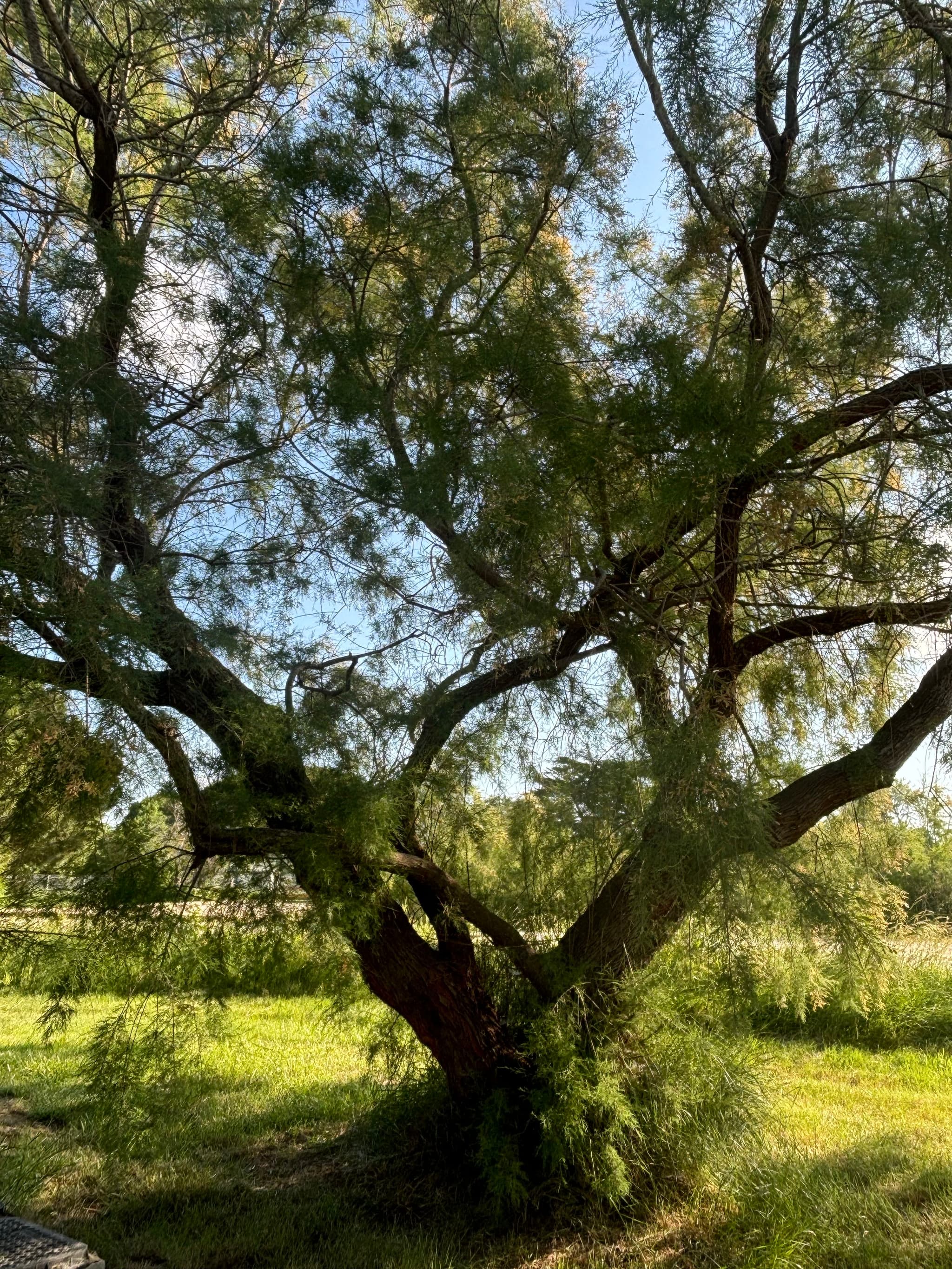 Arbre Tamaris aire de cc