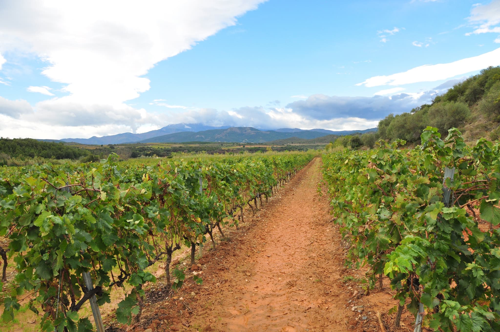 Aspres Terrassous vigne
