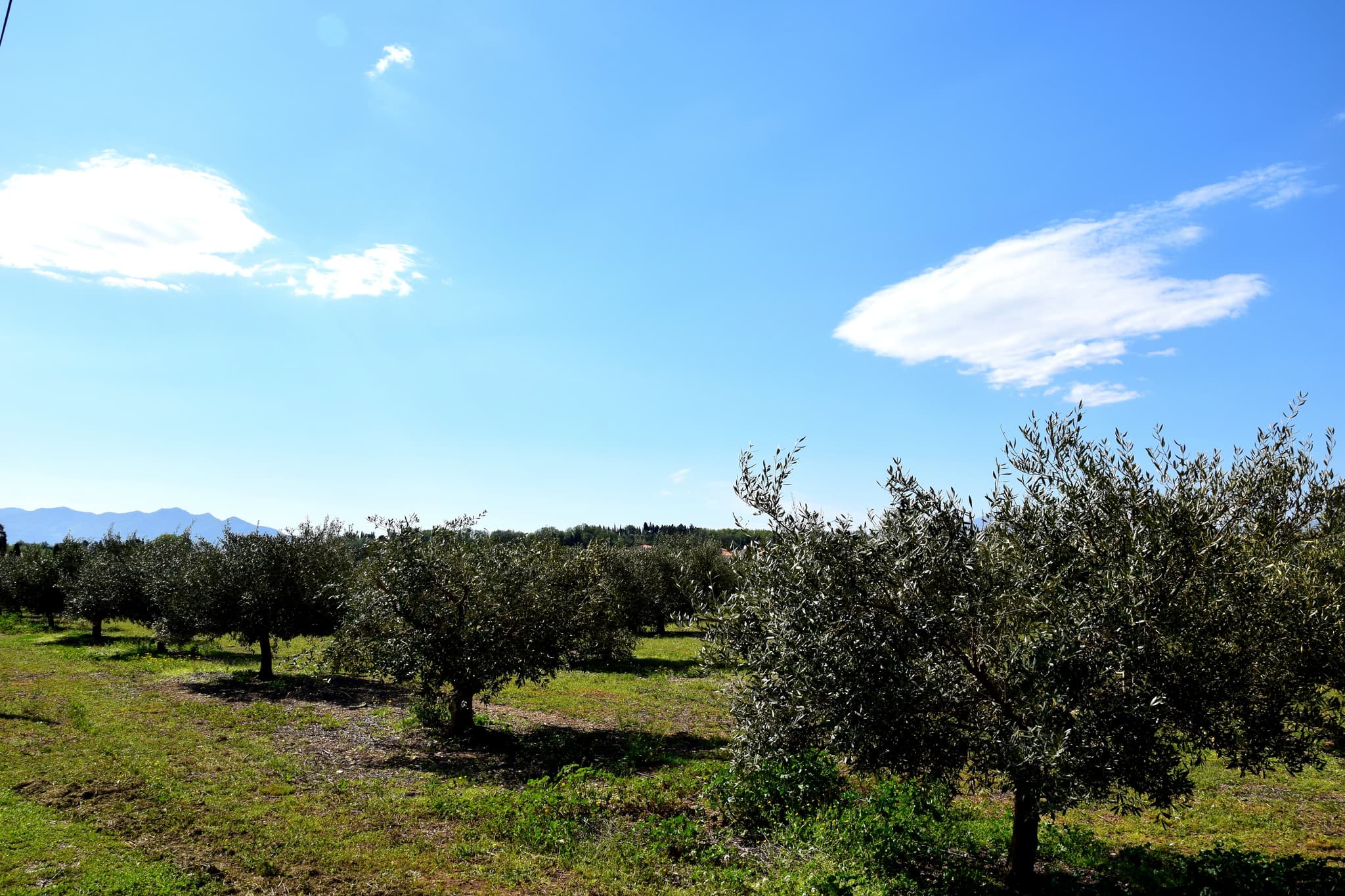 Aspres Trouillas Les Oliviers de la Canterrane HD6