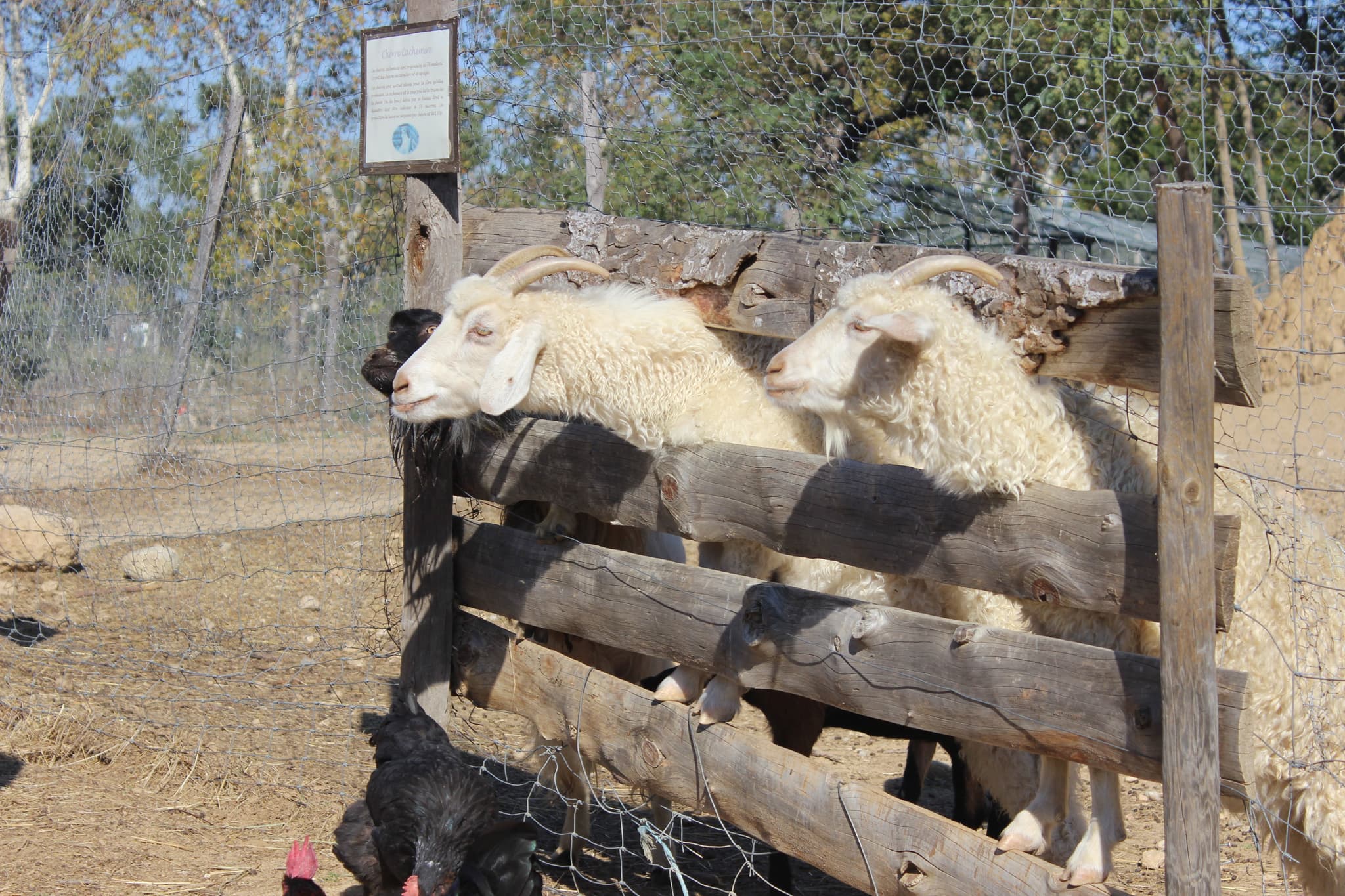 Aspres Villemolaque La Ferme Saint Roch boucs